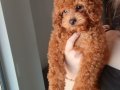 Korekan teacup güzeller güzeli kızım