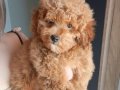 Oyuncak surat mini boy poodle bebeğim