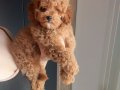 Oyuncak surat mini boy poodle bebeğim