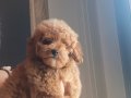 Oyuncak surat mini boy poodle bebeğim