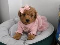 Mini mini poodle bebekler