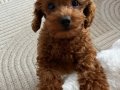 Mini mini poodle bebekler