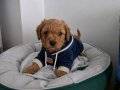 Mini mini poodle bebekler