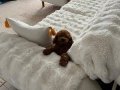 Mini mini poodle bebekler