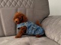 Kore Kan Bebek Surat Sıfır Numara Poodle Bebeklerim
