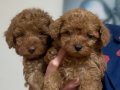Kore Kan Bebek Surat Sıfır Numara Poodle Bebeklerim