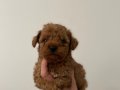 Kore Kan Bebek Surat Sıfır Numara Poodle Bebeklerim