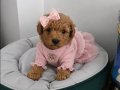 A Kalite Oyuncak Surat Poodle Bebeklerim