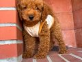 Irk ve Sağlık Garantili Poodle Yavrular