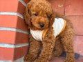Irk ve Sağlık Garantili Poodle Yavrular