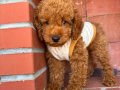 Irk ve Sağlık Garantili Poodle Yavrular