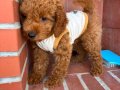 Irk ve Sağlık Garantili Poodle Yavrular