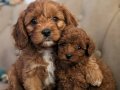 İki tatlı dost maltipoo bebekler