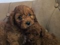 İki tatlı dost maltipoo bebekler