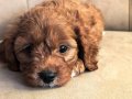 İki tatlı dost maltipoo bebekler
