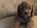 İki tatlı dost maltipoo bebekler