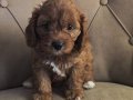 İki tatlı dost maltipoo bebekler