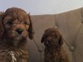 İki tatlı dost maltipoo bebekler