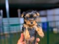 Yorkshire Terrier Sağlıklı Irk Garantili