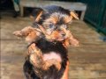 Yorkshire Terrier Sağlıklı Irk Garantili