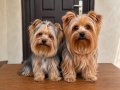 Yorkshire Terrier Sağlıklı Irk Garantili