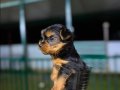 Yorkshire Terrier Sağlıklı Irk Garantili