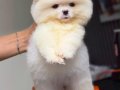 A Kalite Ayı Surat Pomeranian Bebekler