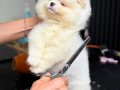 A Kalite Ayı Surat Pomeranian Bebekler