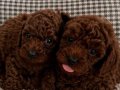 Renk renk Poodle Bebeklerim