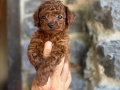 Renk renk Poodle Bebeklerim