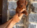 Renk renk Poodle Bebeklerim