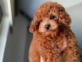 Renk renk Poodle Bebeklerim