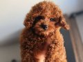 Renk renk Poodle Bebeklerim