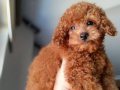 Renk renk Poodle Bebeklerim