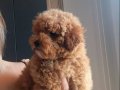 Renk renk Poodle Bebeklerim