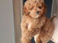 Renk renk Poodle Bebeklerim