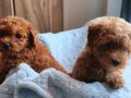 Renk renk Poodle Bebeklerim