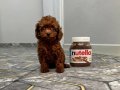 Kore Kan Bebek Surat Sıfır Numara Poodle Bebeklerim