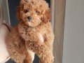 Teddy bear görünümlü poodle bebeğim linda