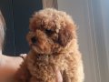 Teddy bear görünümlü poodle bebeğim linda
