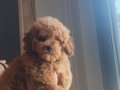 Teddy bear görünümlü poodle bebeğim linda