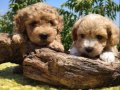 Şirin mi şirin maltipoo bebeklerim