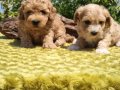 Şirin mi şirin maltipoo bebeklerim