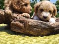 Şirin mi şirin maltipoo bebeklerim