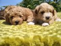 Şirin mi şirin maltipoo bebeklerim