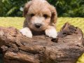Şirin mi şirin maltipoo bebeklerim