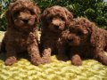 Orijinal Toy Poodle Yavruları Sağlıklı, Sevimli ve Kalite 