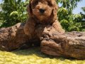 Orijinal Toy Poodle Yavruları Sağlıklı, Sevimli ve Kalite 