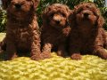 Orijinal Toy Poodle Yavruları Sağlıklı, Sevimli ve Kalite 