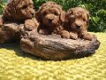 Orijinal Toy Poodle Yavruları Sağlıklı, Sevimli ve Kalite 